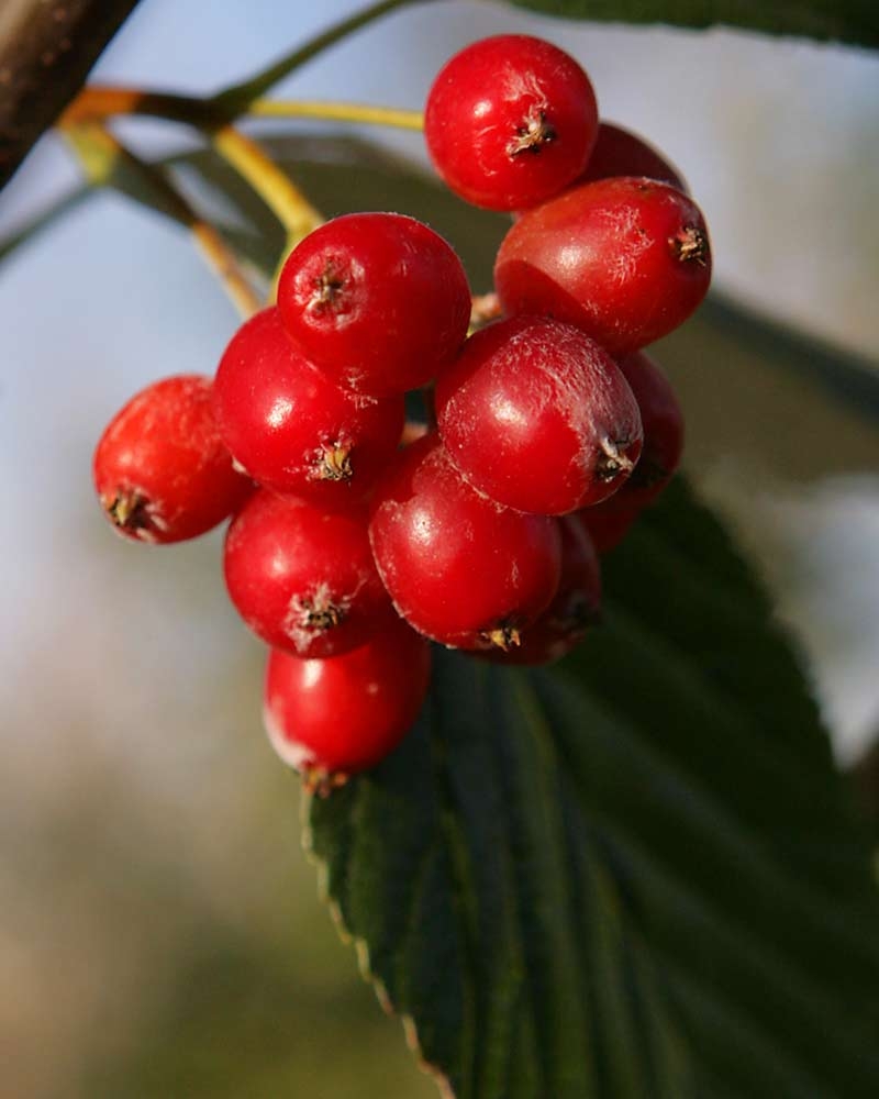 Sorbus aria Lutescens fruit