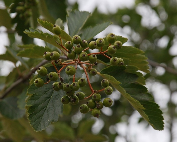 The leaves and berries of Sorbus intermedia Brouwers