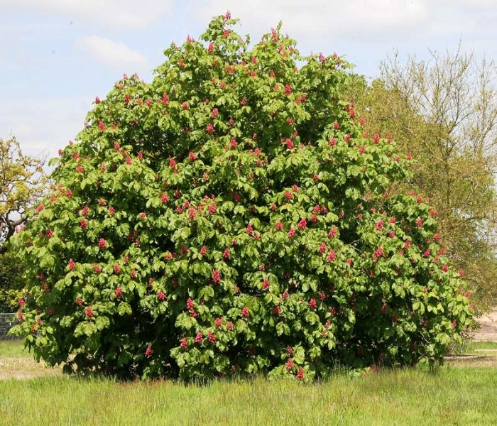 Mature Aesculus x carnea Briotti