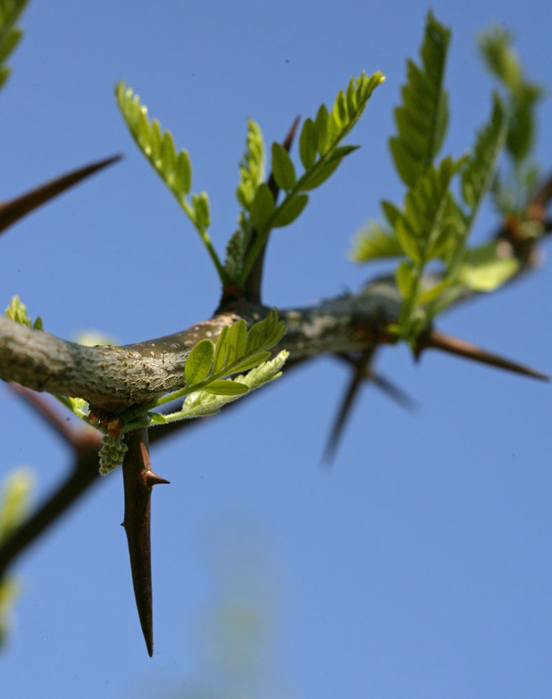 the thorns of Gleditsia triacanthos