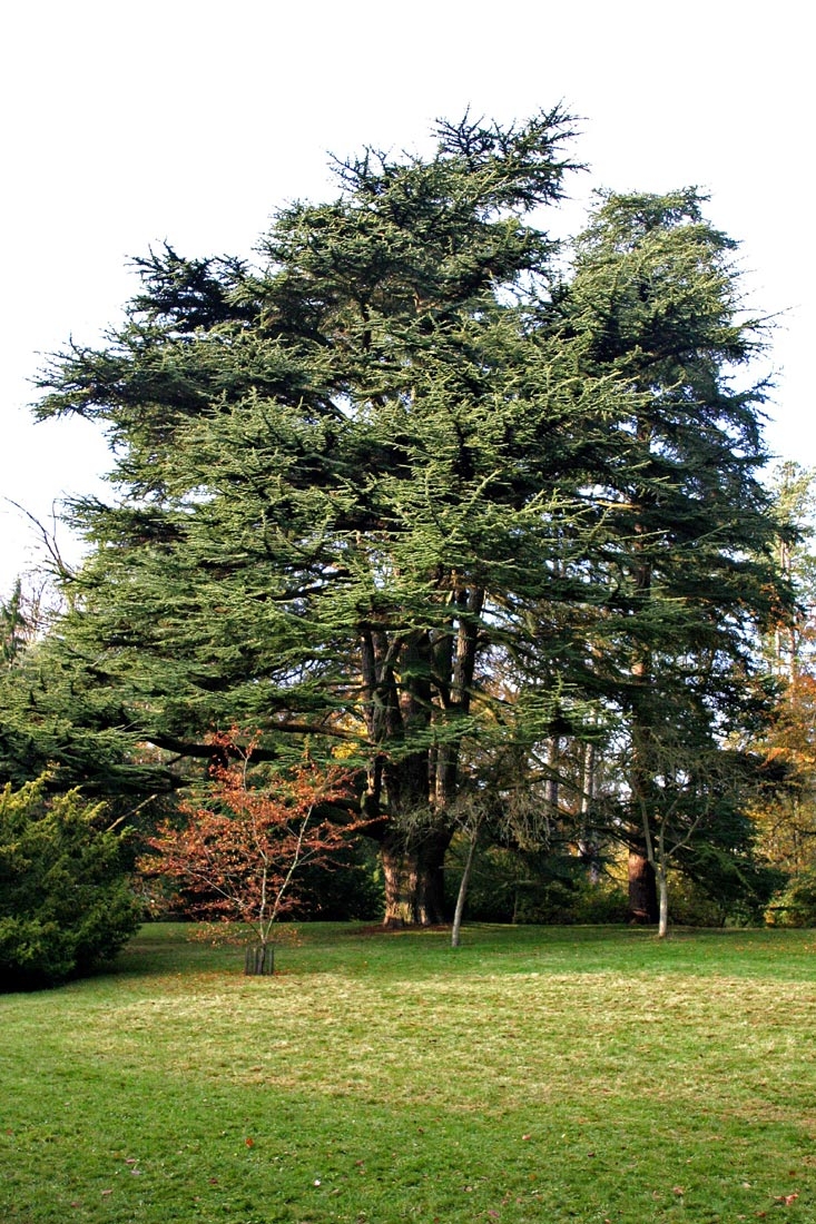 Mature Cedrus libani