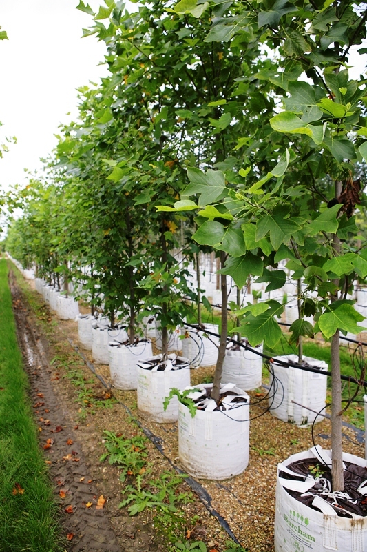 Liriodendron tulipifera