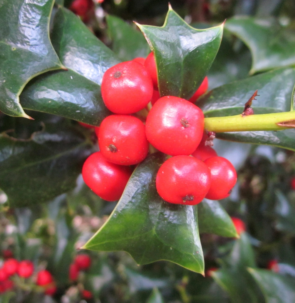 The bIlex cornuta bright red berrie of