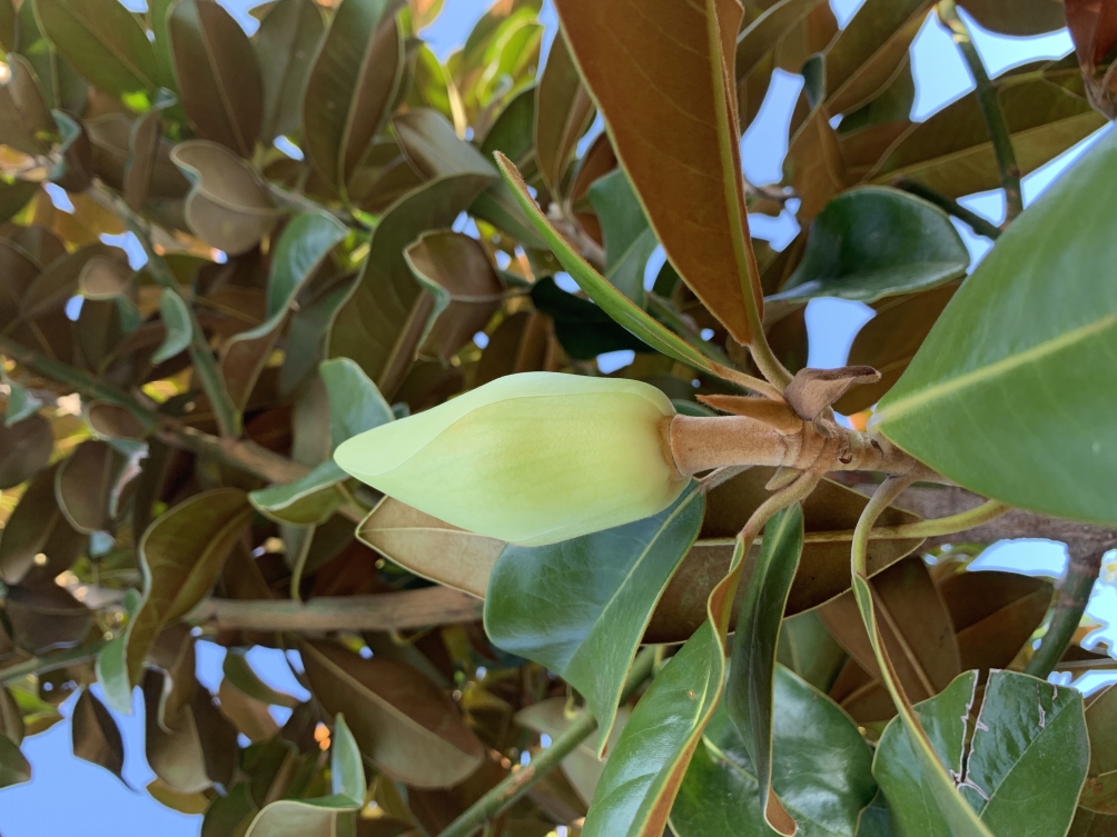Magnolia grandiflora Praecox bud