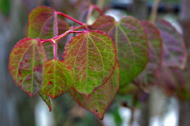 beautiful leaves of Cercidiphyllum japonicum multi-stem