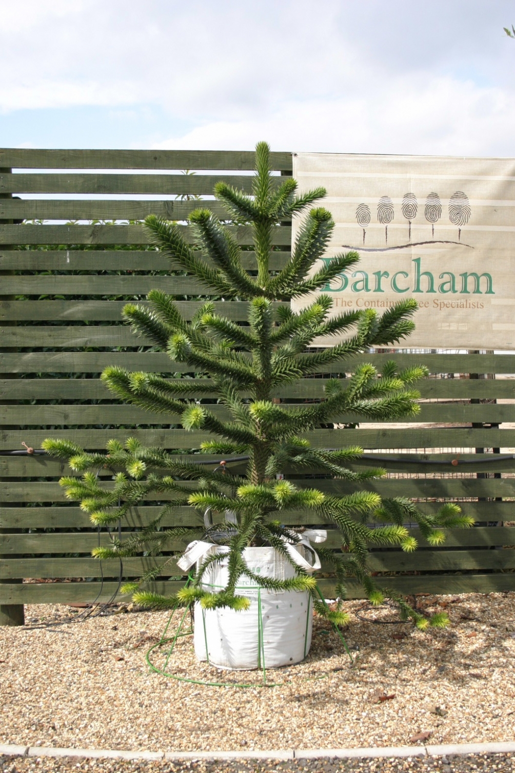 Araucaria araucana at Barchan Trees