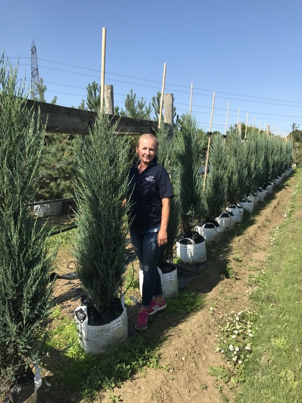 Juniperous Scopulorum Blue Arrow at barcham trees