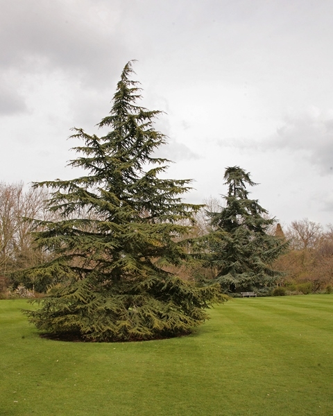 Mature Cedrus atlantica