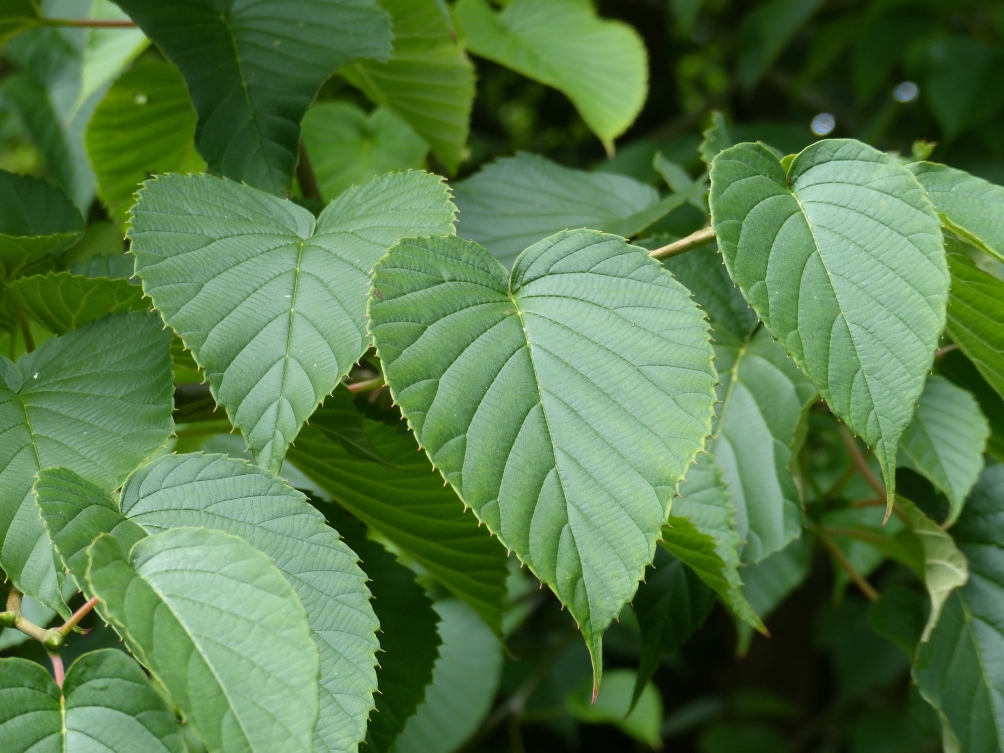 Summer foliage of Davidia involucrata