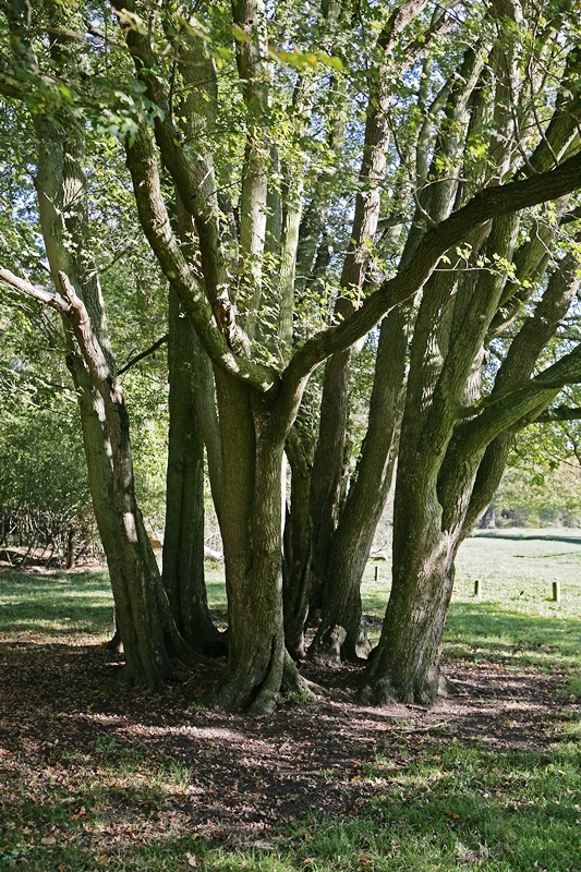 mature stems of Acer campestre multi-stem