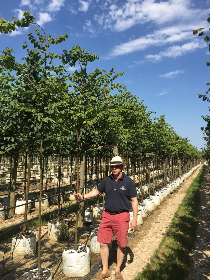 Tilia cordata Winter Orange at barcham trees