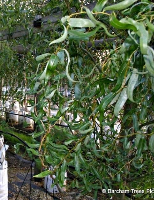 Foliage of Salix matsudana Tortuosa