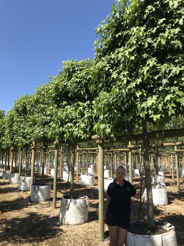 Liquidambar styraciflua (Pleached)