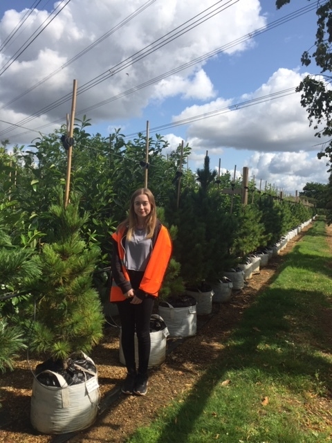 Pinus cembra at barcham trees