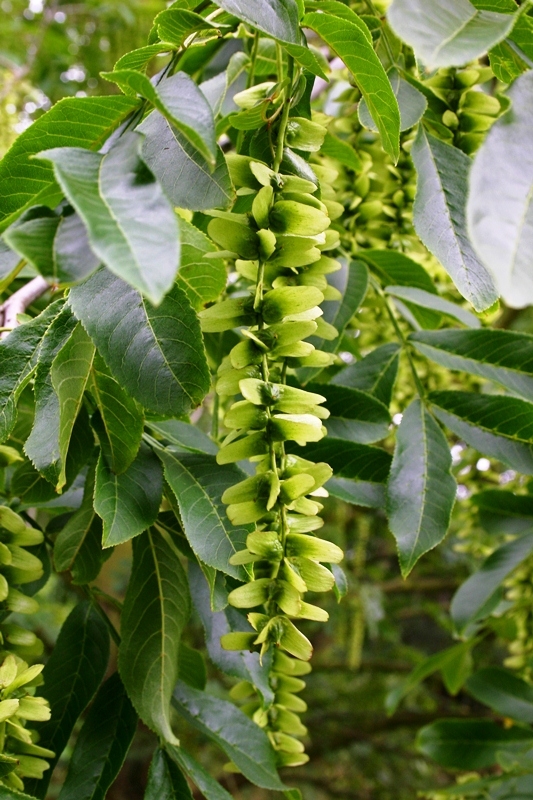The foliage of Pterocarya fraxinifolia in detail