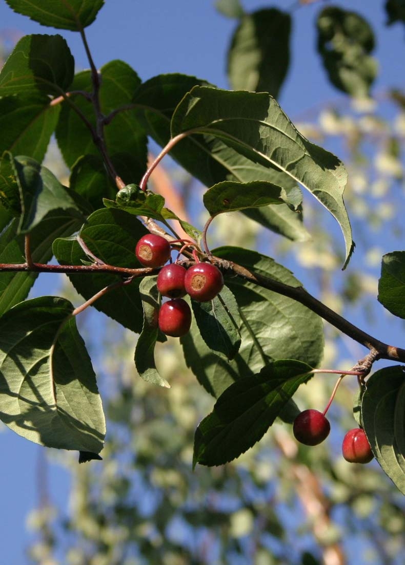 The red berries of Malus baccata Street Parade