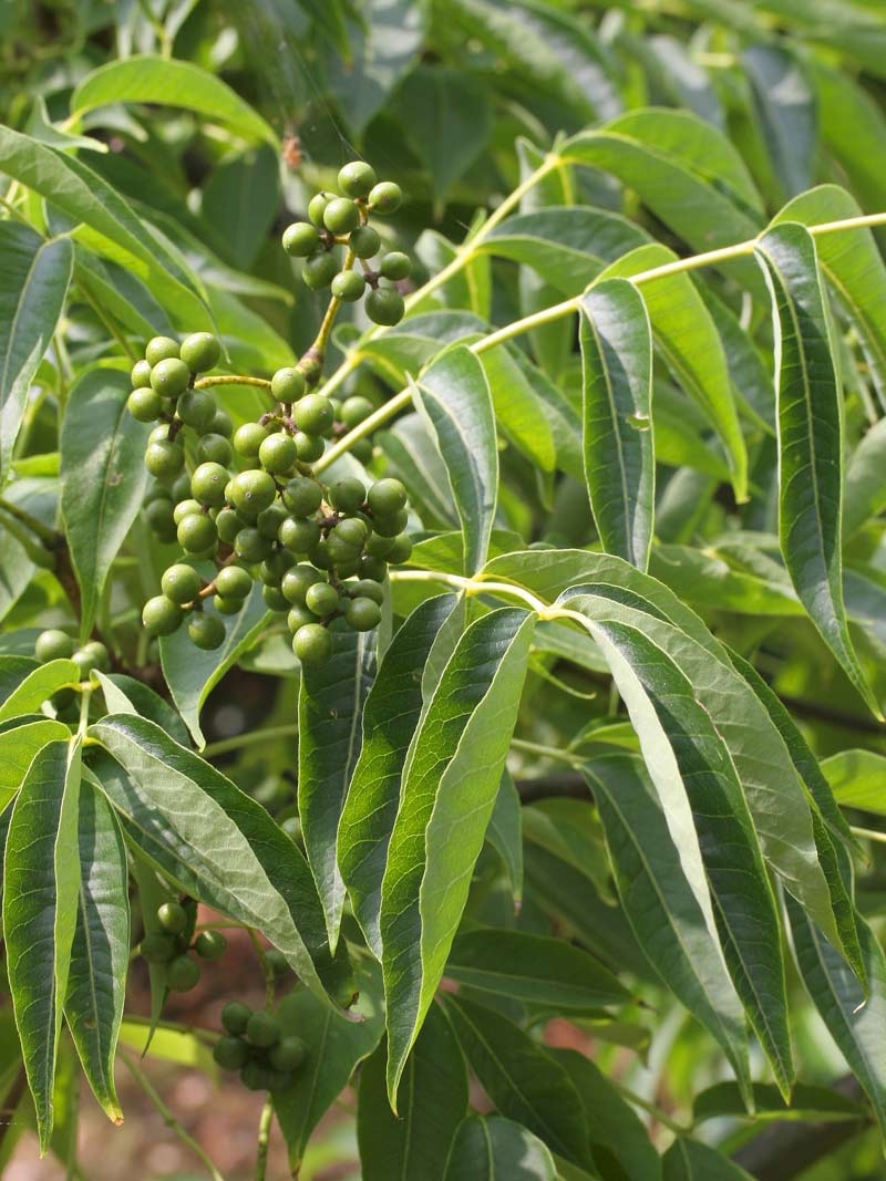 the foliage of Phellodendron amurense