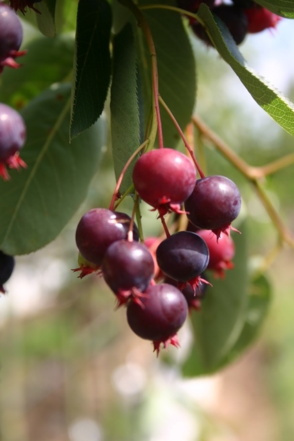 The small berries of Amelanchier Ballerina