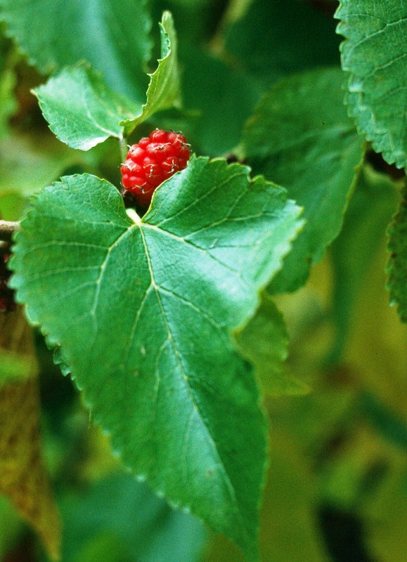 foliage and fruit of Morus nigra