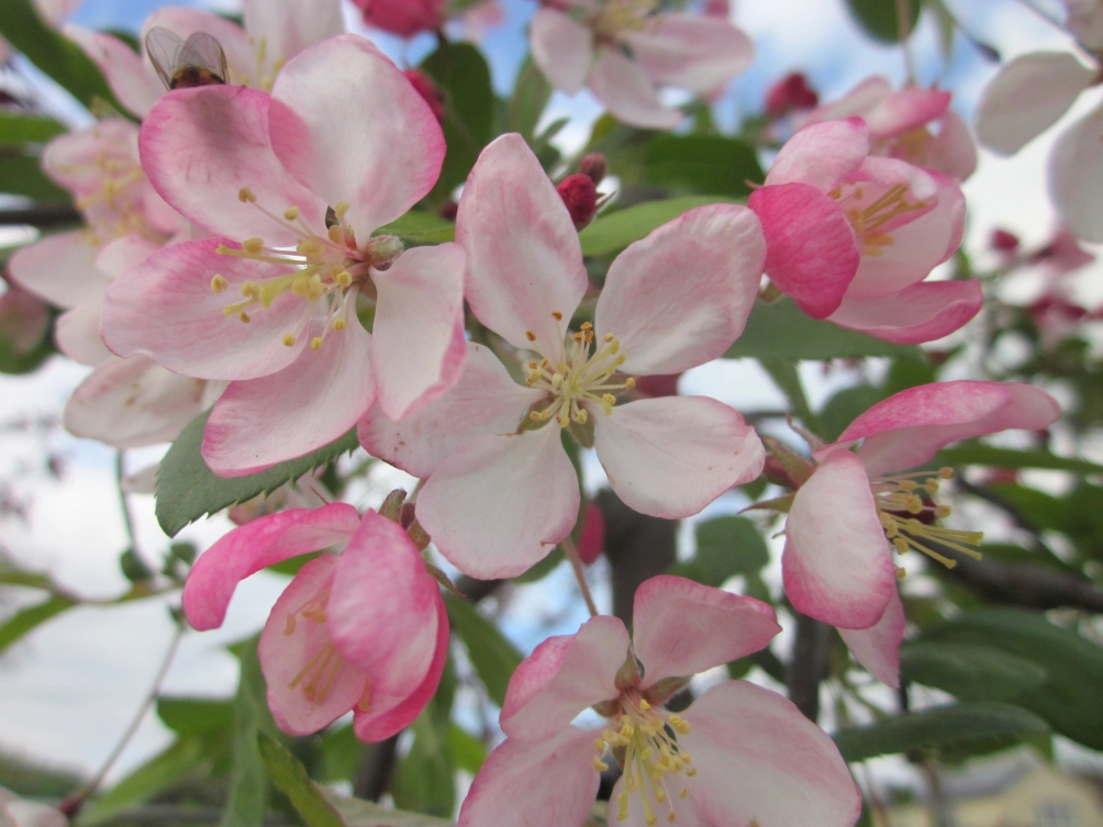 Malus floribunda blossom