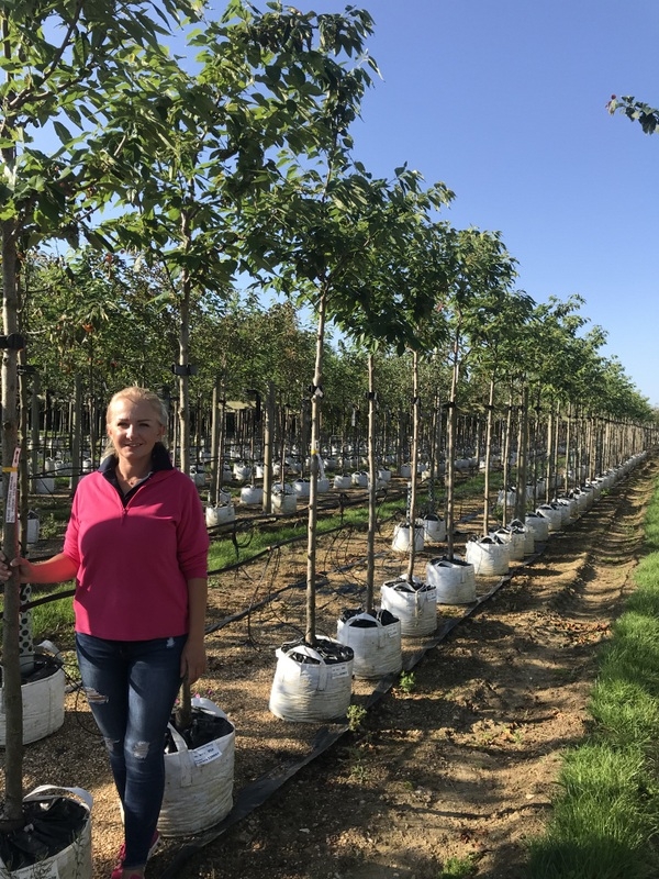 Prunus Shimidsu Sakura on the barcham trees nursery