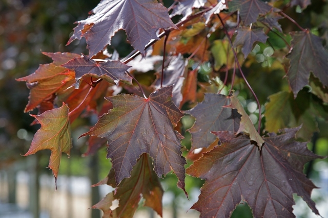The red foliage of Acer platanoides Royal Red