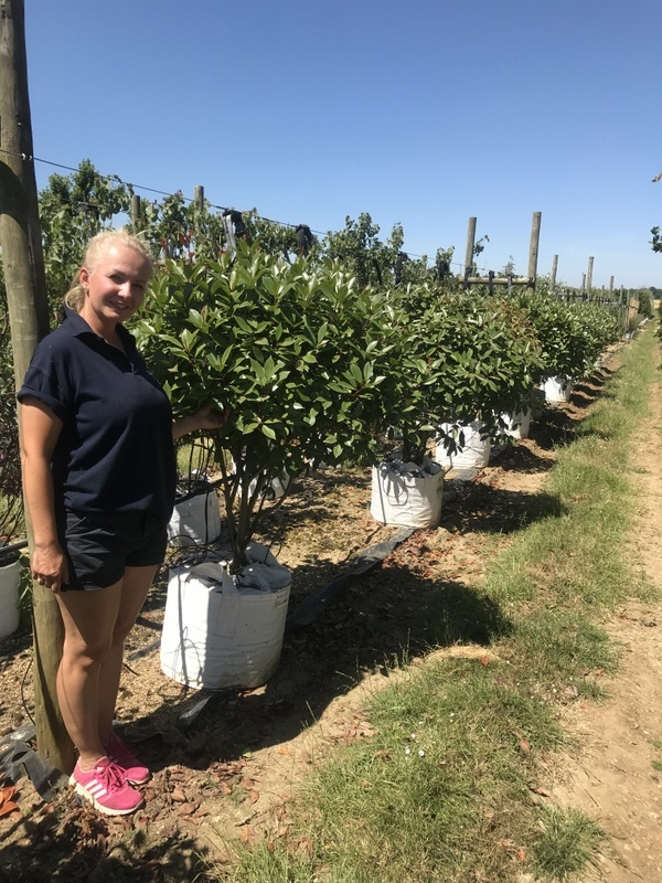 row of Photinia fraseri Red Robin mushroom shape