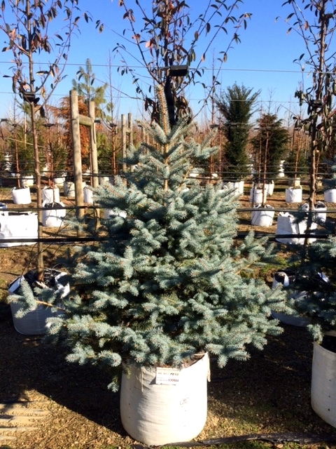 Picea pungens Blue Diamond at Barcham Trees