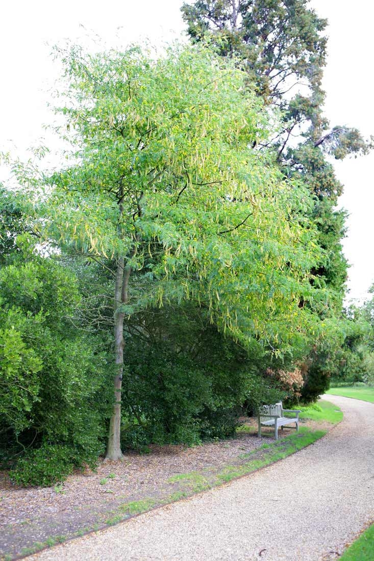 mature Gleditsia triacanthos