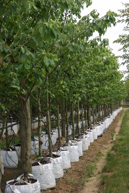 Cornus controversa on the barcham trees nursery