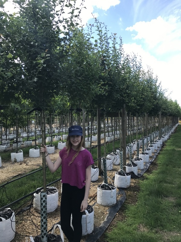 Crataegus monogyna Alboplena