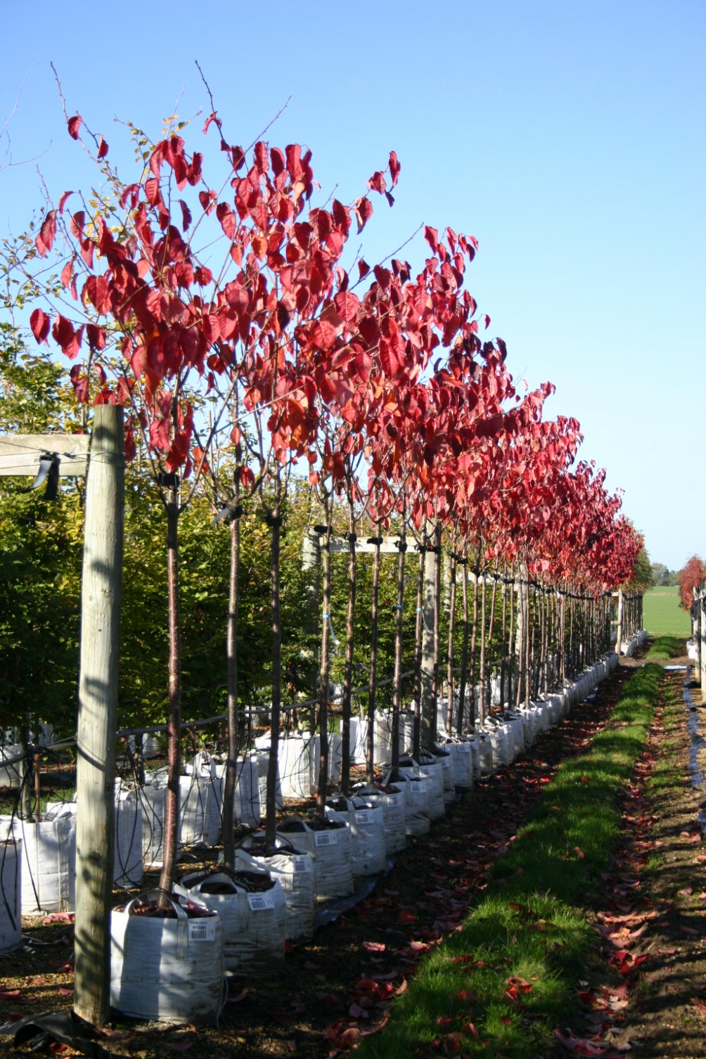 Prunus sargentii in autumn foliage