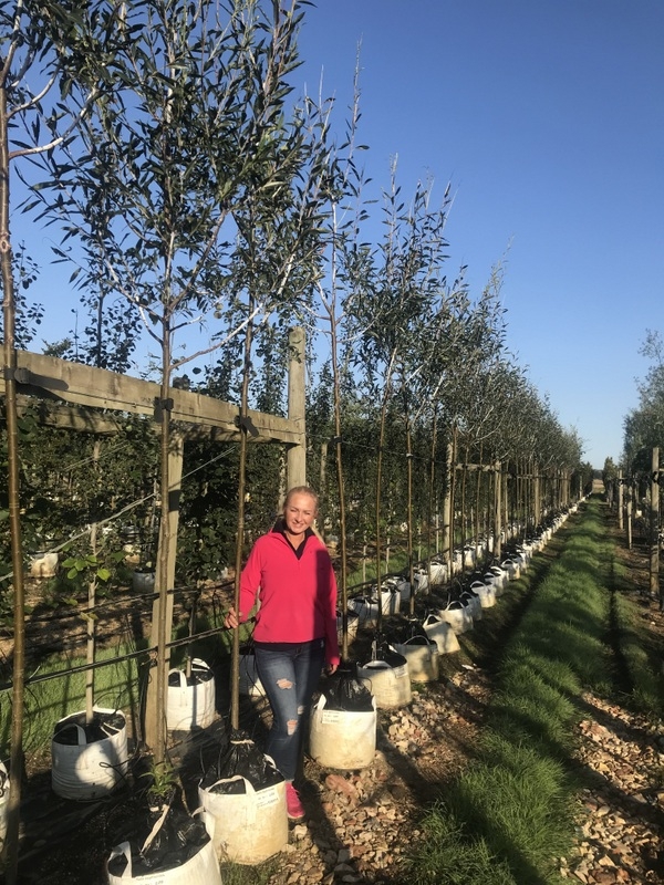 12/14cm girth Salix daphnoides to scale