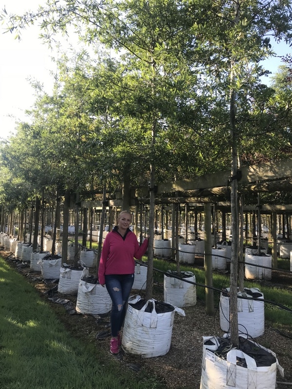 Quercus phellos on the barcham trees nursery