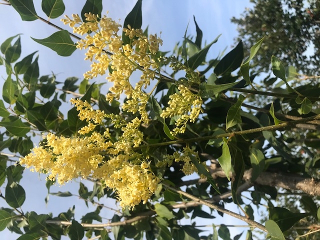 The beatiful creamy white flowers of Peking lilac