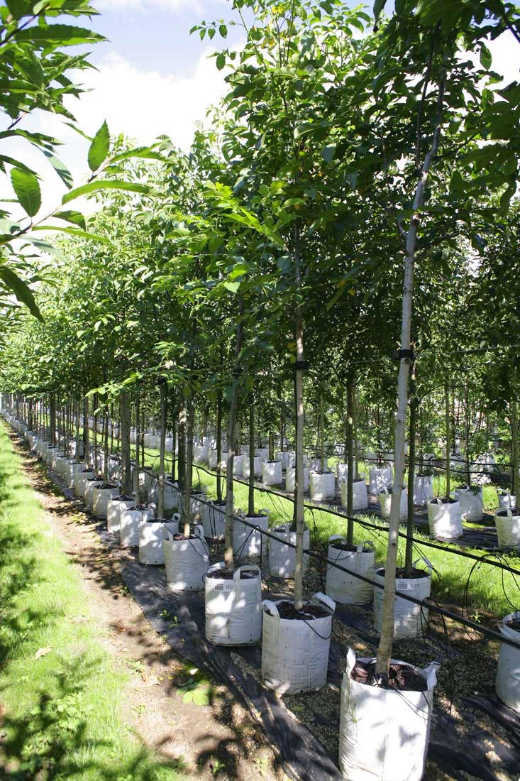 Juglans regia at barcham trees