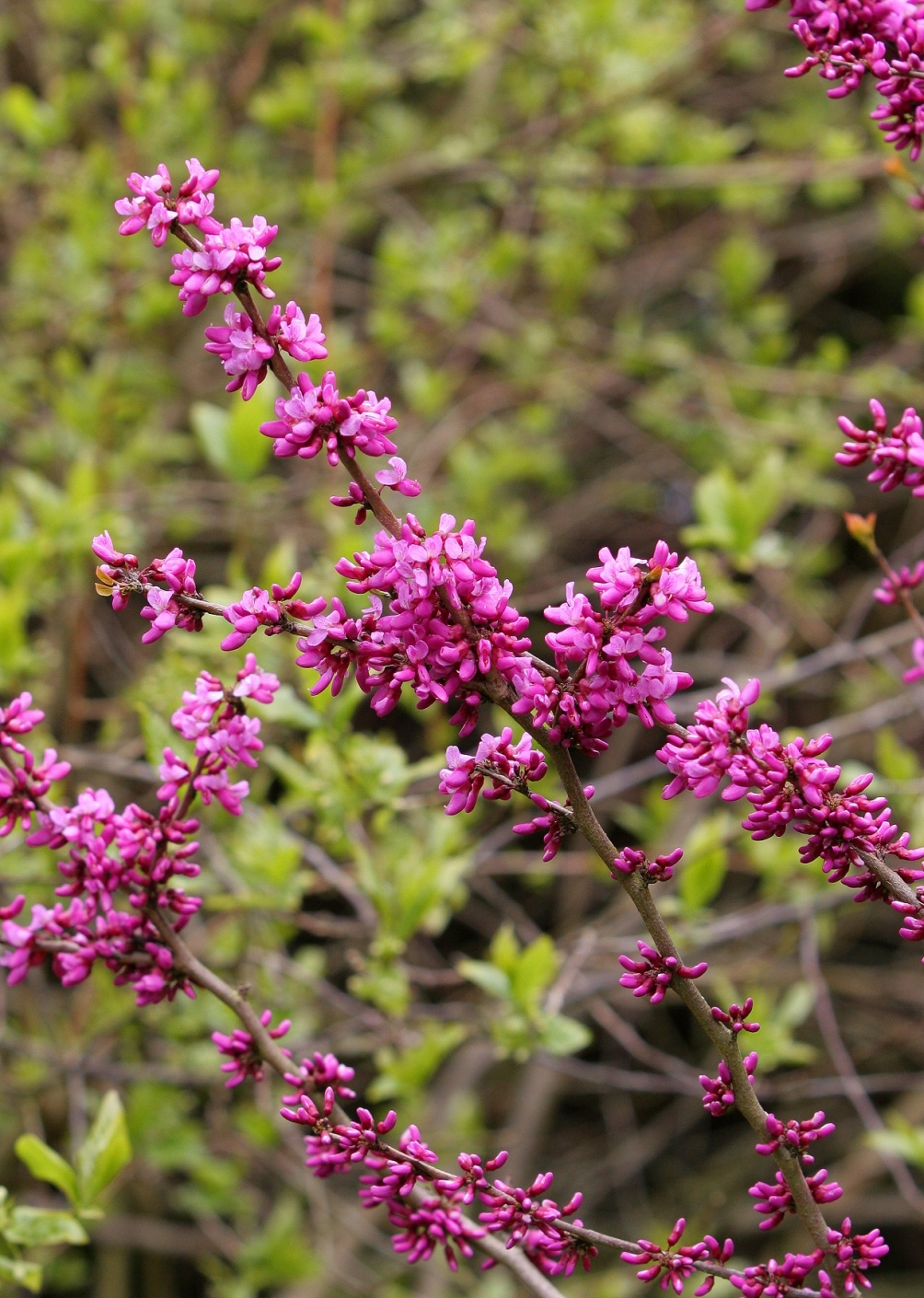 the flowers of Cercis Chinensis Avondale multi-stem