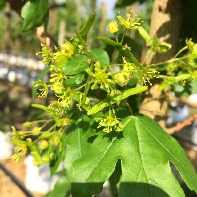 the flowers of Acer campestre Streetwise