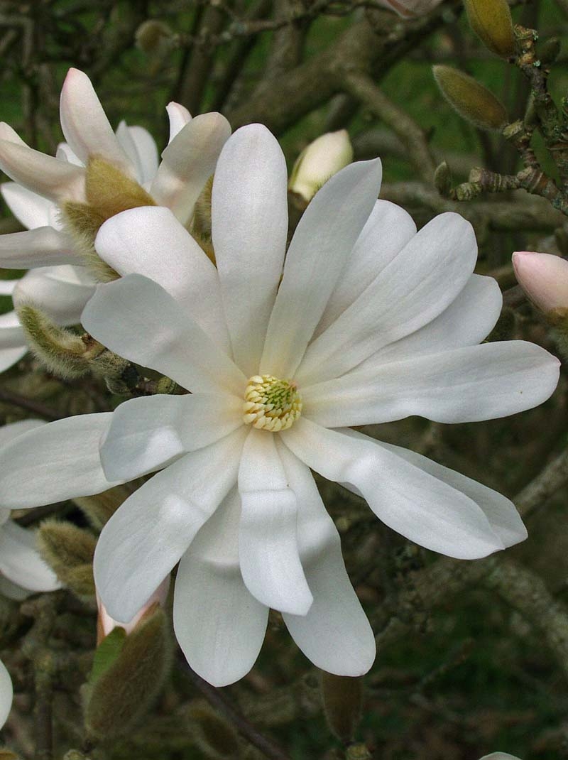the single white flower of Magnolia x loebneri Merrill