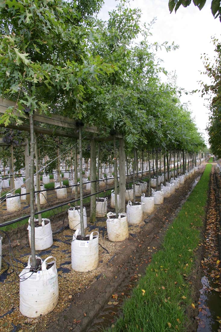 Quercus palustris on the barcham trees nursery