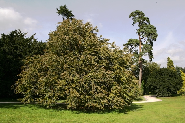 mature Cercidiphyllum japonicum multi-stem