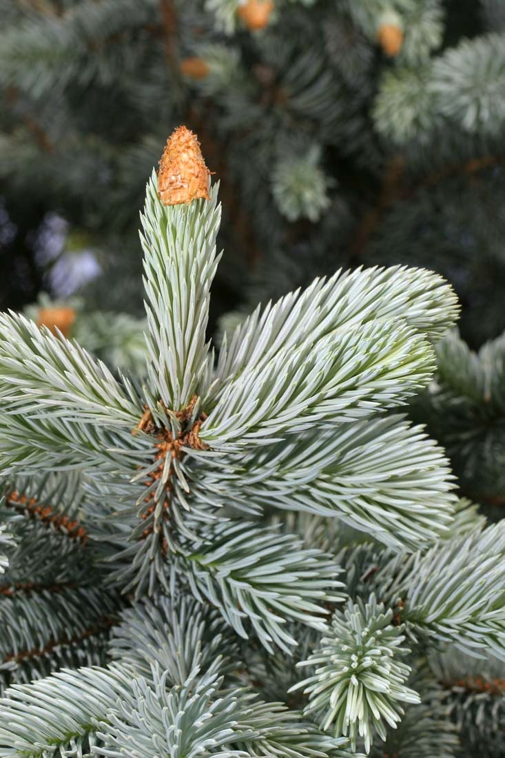 close up of the foliage of Picea Pungens Hoopsii