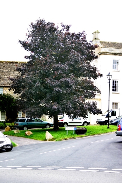 mature Acer platanoides Crimson King