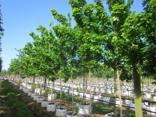 Acer campestre William Caldwell