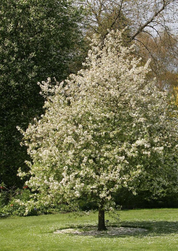 Mature Malus evereste