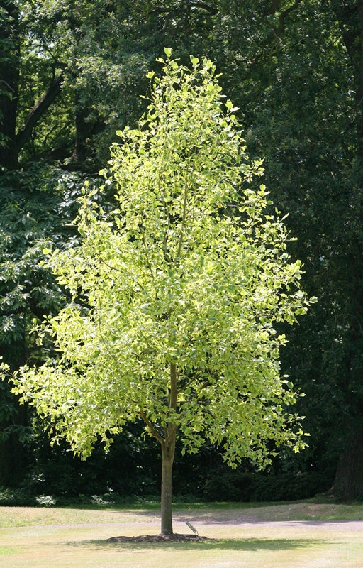 mature specimen of Liriodendron tulipifera Aureomarginatum