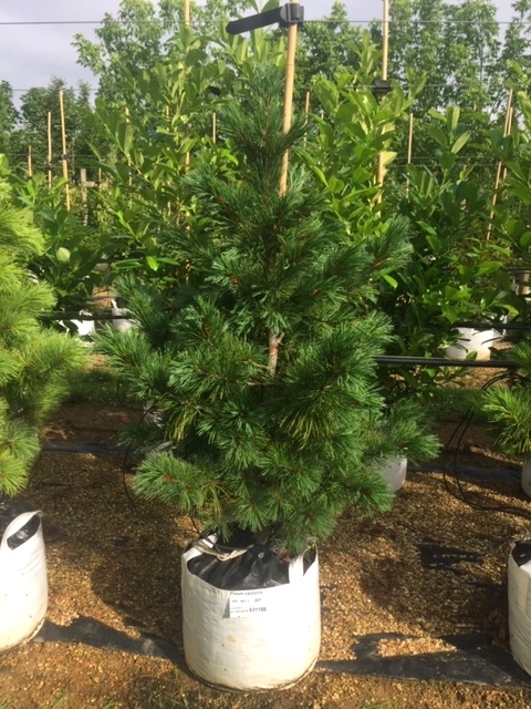 Pinus cembra at barcham trees