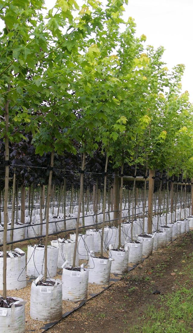 f Acer platanoides Princeton Gold