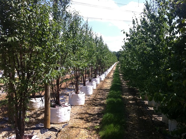 Prunus serrula Tibetica multi-stem