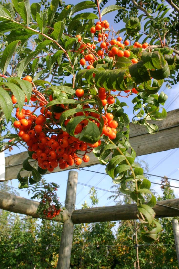 The fruit of Sorbus commixta Embley in detail